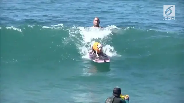 Dog Surf City digelar di Pantai Huntington, California, AS.  Kontes unik sebanyak 40 anjing bersaing di atas papan selancar. Kontes unik ini untuk mengumpulkan dana amal.