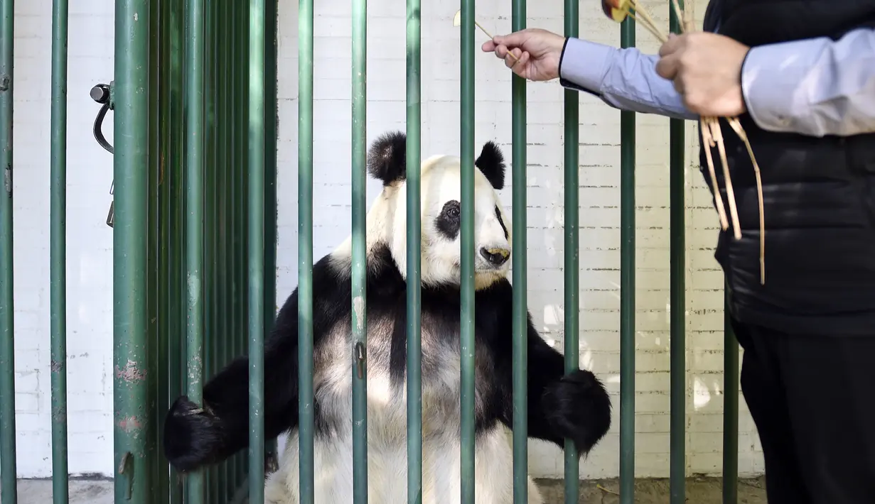 Dokter hewan Rafael Tinajero memberikan buah apel ke Xin Xin, panda raksasa wanita (Ailuropoda melanoleuca)  pemeriksaan fisik di kebun binatang Chapultepec, Mexico City (12/2/2020). (AFP/Alfredo Estrella)