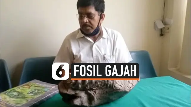 FOSIL GAJAH