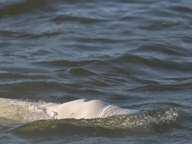 Seekor paus beluga terlihat berenang di sungai Seine Prancis, dekat kunci di Courcelles-sur-Seine, Prancis barat pada 5 Agustus 2022. Paus beluga terlihat kurus dan para pejabat takut mamalia putih itu perlahan-lahan kelaparan di jalur air yang mengalir melalui Paris dan sekitarnya. (Jean-François MONIER / AFP)