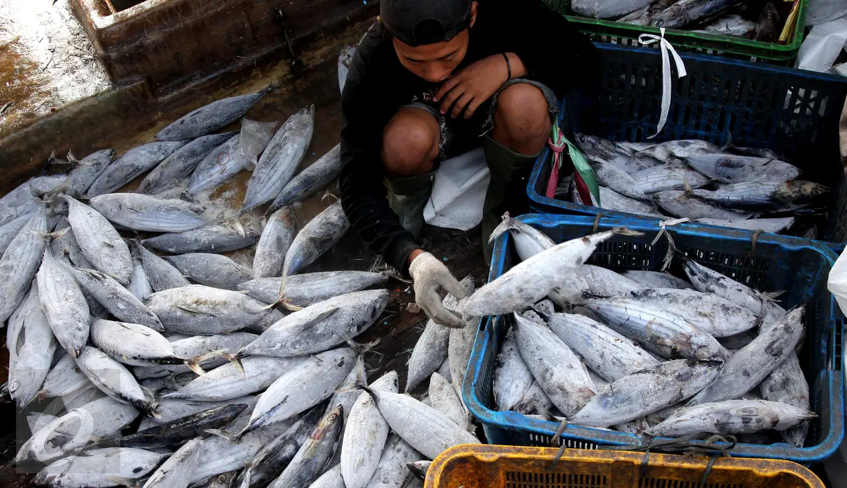 Aktivitas bongkar muat ikan di Pelabuhan Muara Baru, Jakarta, Selasa (22/9/2015). Nelayan mengeluh mahalnya BBM dan Peraturan Menteri No. 2/2015 tentang larangan penggunaan pukat hela dan pukat tarik membuat nelayan merugi. (Liputan6.com/Angga Yuniar) 