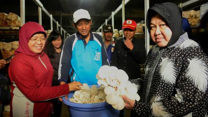Wali Kota Surabaya Tri Rismaharini mengunjungi laboratorium tanaman anggrek dan budidaya jamur di Surabaya, Jawa Timur (Foto: Liputan6.com/Dian Kurniawan)