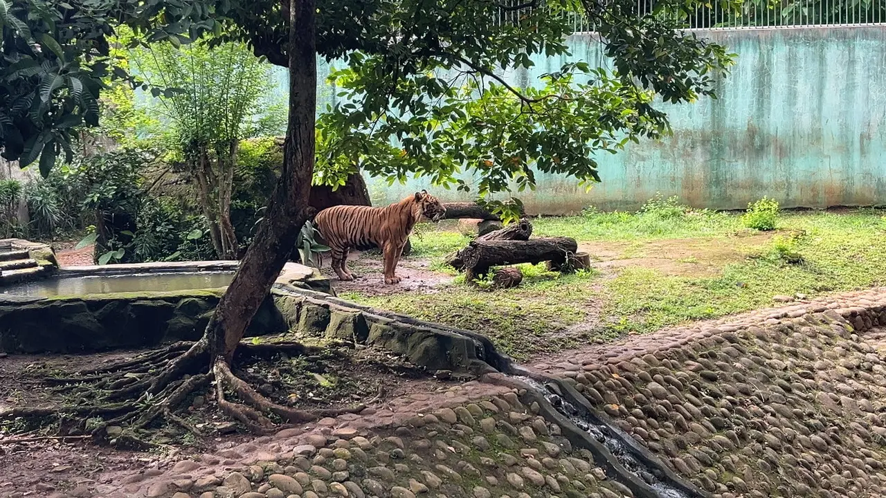 Harimau Sri Deli Tampak Sehat