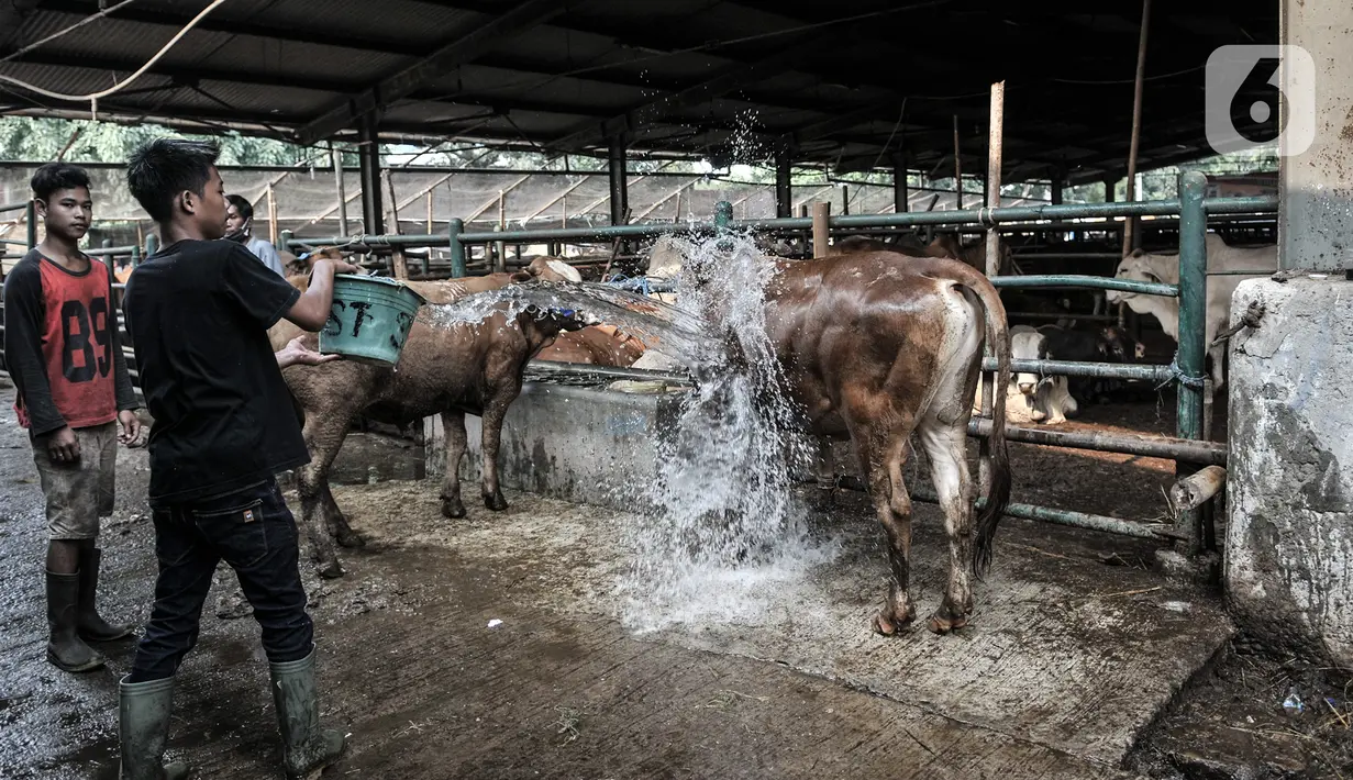 Pekerja membersihkan sapi yang akan disiapkan sebagai hewan kurban di RPH PD Dharma Jaya, Cakung, Jakarta, Kamis (30/7/2020). Seperti diketahui, Pemprov DKI Jakarta menjadikan RPH PD Dharma Jaya sebagai Sentra Qurban 2020 saat perayaan Idul Adha di tengah pandemi. (merdeka.com/Iqbal S. Nugroho)