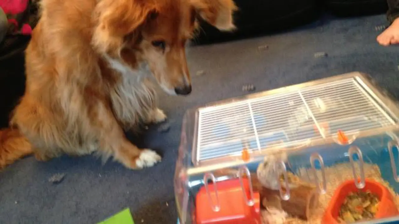 Anjing Berteman dengan Hamster, Bisa atau Tidak Ya?