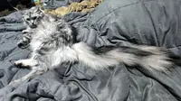 Seekor Maine Coone berwarna perak yang diberi nama Altair berhasil mencatat rekor ekor terpanjang untuk kucing domestik yang masih hidup menurut Guinness World Record. (dok. Tangkapan layar Instagram @starcats_detroit/https://www.instagram.com/p/Ce9V_cbOF8C/?igshid=MzRlODBiNWFlZA==/Farel Gerald)