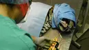 Greco saat menjalani operasi di National Zoological Park, San Salvador, El Salvador (20/3). Jaguar ini berhasil diselamatkan polisi dari sebuah kelompok sirkus yang menganiayanya. (AFP Photo / Marvin Recinos)