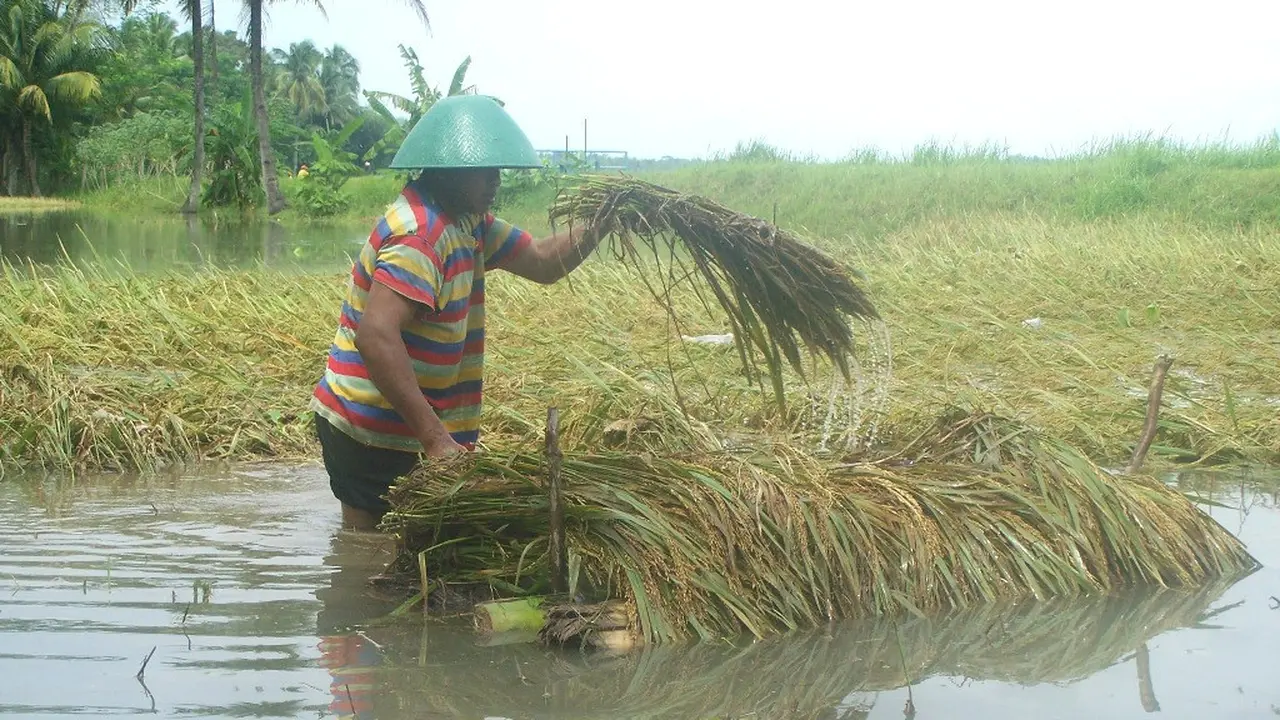 Banjir merendam padi siap panen di Kawunganten Kabupaten Cilacap, Jawa Tengah, 2010. (Foto: Liputan6.com/ Muhamad Ridlo)
