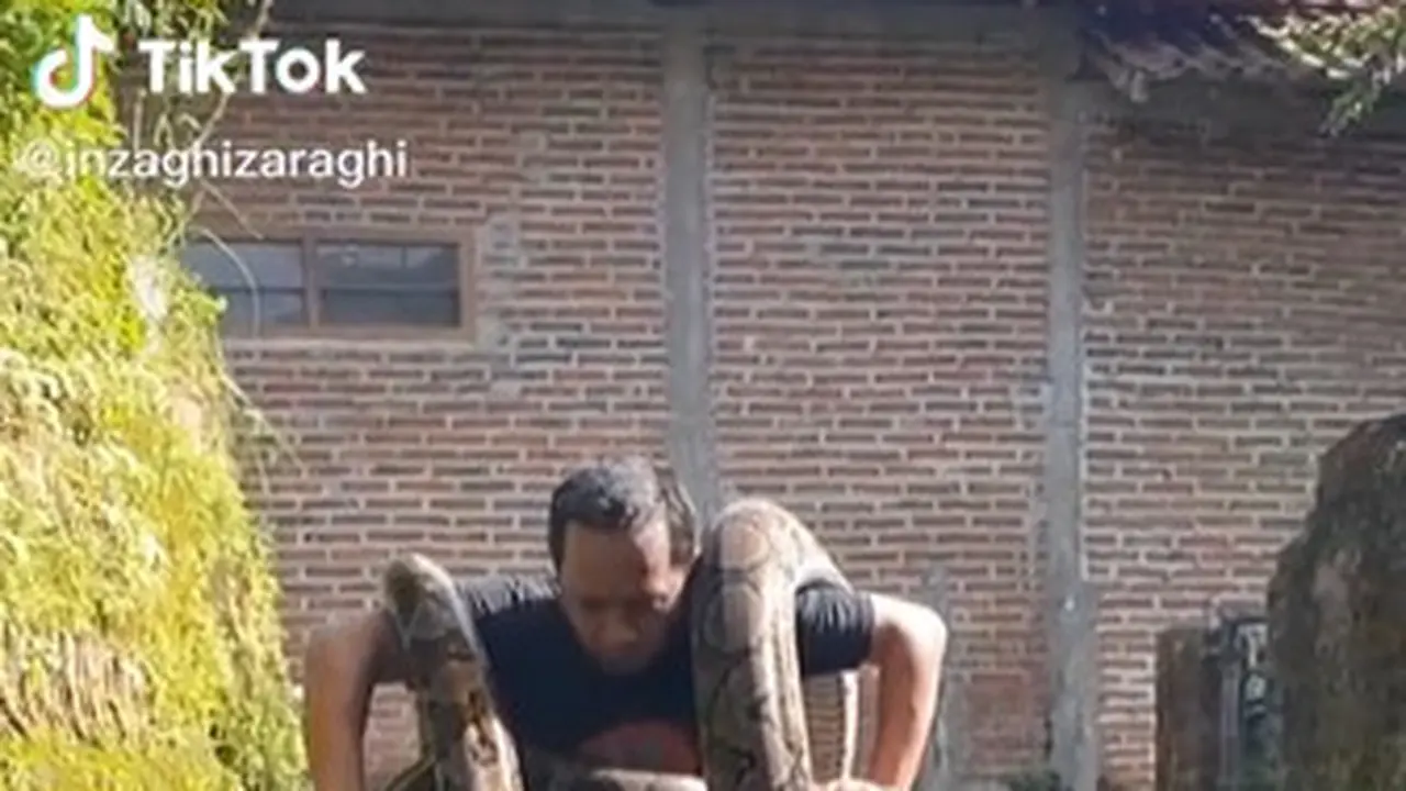 Viral Pria Pelihara Ular Phyton Sebesar Anaconda, Bikin Bergidik