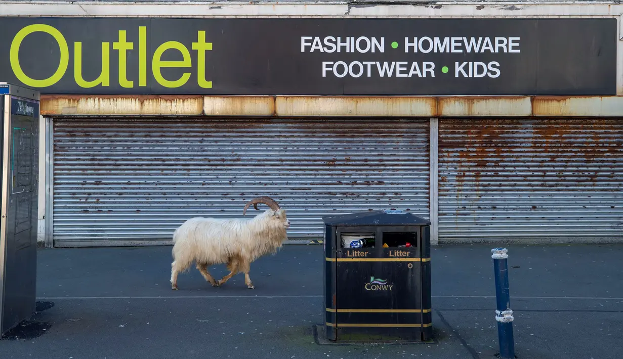 Seekor kambing berjalan melewati toko yang tutup, di dekat Alun-alun Trinity, di Llandudno, Wales utara, Selasa (31/3/2020). Kambing-kambing liar berkeliaran di jalanan kota yang tampak lengang selama pemberlakuan lockdown dalam upaya membatasi penyebaran virus corona. (Pete Byrne/PA via AP)