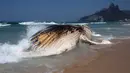 Paus bungkuk ditemukan mati dan terdampar di tepi pantai Ipanema, Rio de Janeiro, Brasil, Rabu (15/11). Ahli Biologi Laut, Rafael Carvalho mengatakan bahwa paus tersebut tampaknya telah mati berhari-hari. (AFP PHOTO / Leo Correa)