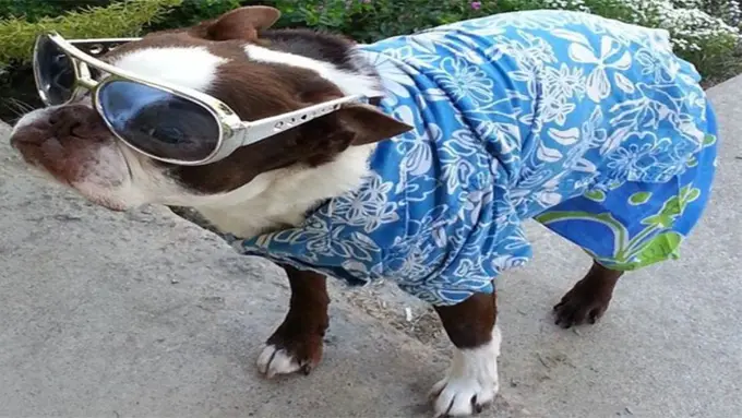 15 Anjing Berbaju Ini Lebih Keren dari Manusia