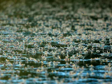 Jutaan lalat capung ekor panjang (Palingenia longicauda) berkumpul di permukaan sungai Tisza untuk kawin, Hungaria, Selasa (14/6). Musim kawin yang dilakukan ini terburu-buru sebelum tiba kematian binatang ini. (REUTERS / Laszlo Balogh)