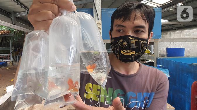 Stiadi menunjukkan Ikan guppy atau Poecilia reticulata di Pondok Jagung, Tangerang Selatan, Kamis (10/8/2020). Ikan guppy yang dijual dari harga Rp30 ribu hingga Rp500 ribu per pasanga ini banyak diminati penghobi ikan di tengah pandemi Covid-19. (Liputan6.com/Fery Pradolo)