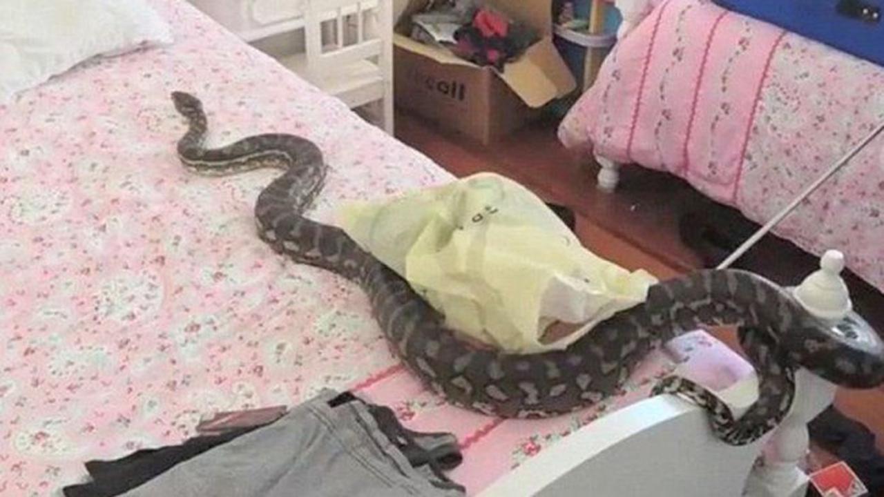 Ngeri, Gadis Cantik Berubah Jadi Ular Setelah Bercinta