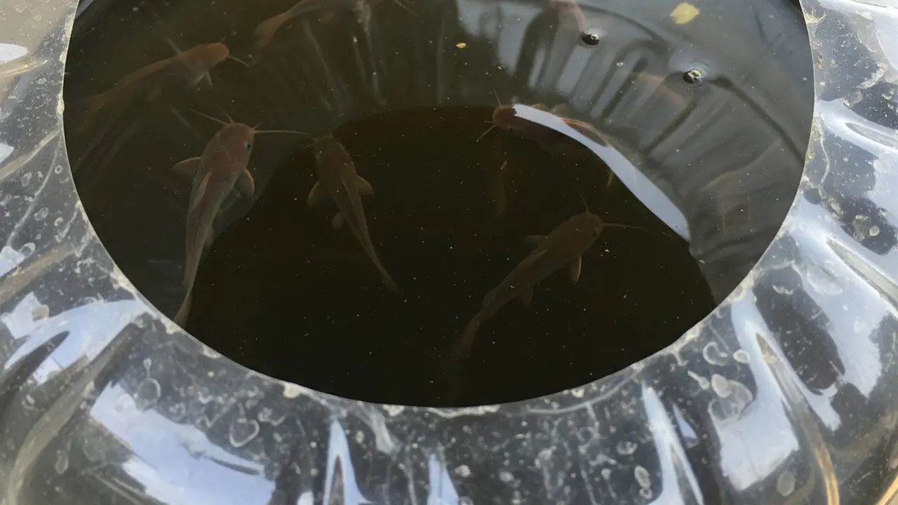 Cara Membuat Kolam Ternak Lele dari Galon Bekas