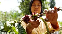 Kopi merupakan sandaran hidup masyarakat Bantaeng. Kawasan itu dikenal sebagai salah satu penghasil kopi yang utama di Sulawesi Selatan bagian selatan. (Liputan6.com/ Ist)