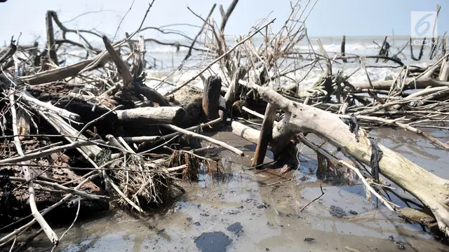 Tumpahan Minyak Pertamina Cemari Perairan Muara Gembong