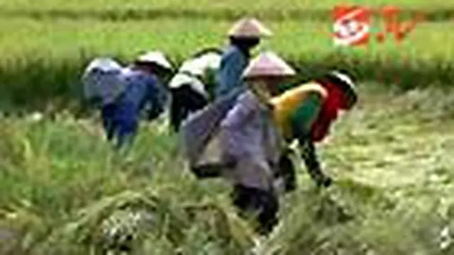 Meski berbagai upaya sudah dilakukan, serangan hama wereng di Kabupaten Sragen dan Wonogiri, Jateng, terus meluas. Akibatnya, para petani merugi hingga jutaan rupiah karena hasil panen menurun hingga 50 persen. 