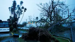 Sebuah pohon besar tumbang diterjang Badai Earl di Peten, Guatemala, (4/8). Guatemala dan Kota Belize menjadi yang terparah akibat hantaman badai Earl. (REUTERS/Luis Echeverria)