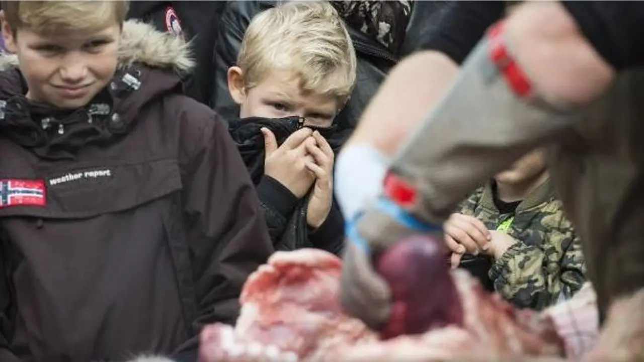 Sadis! Kebun Binatang di Denmark Bedah Singa di Depan Anak-anak