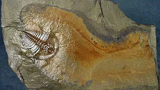 Anomalocaris