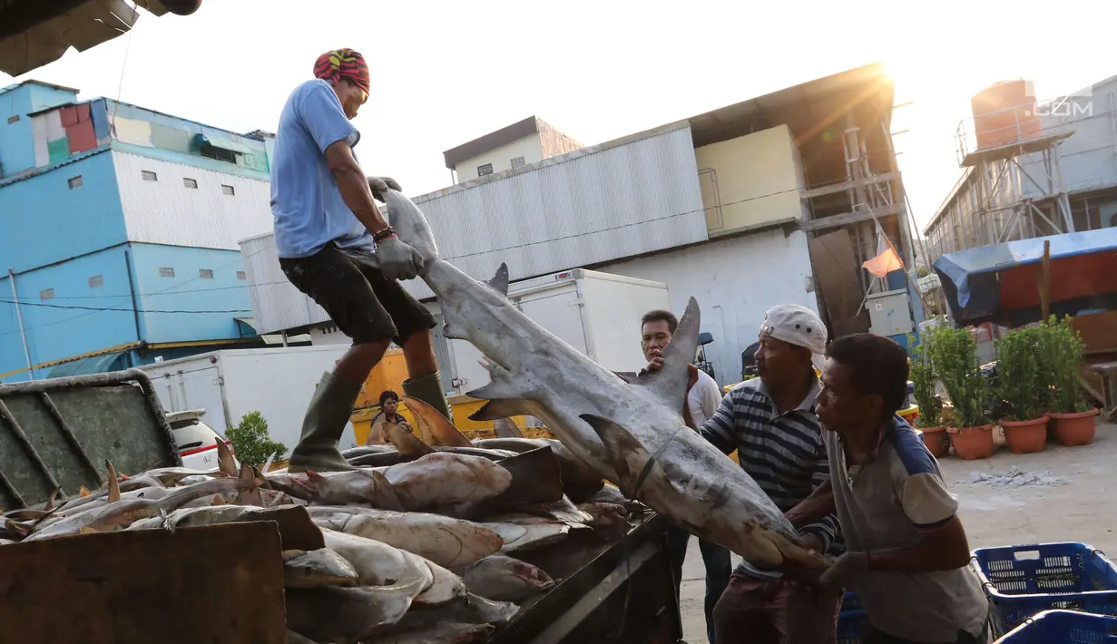 Pekerja tengah menurunkan ikan hiu di Muara Angke, Jakarta, Kamis (7/6). Untuk diketahui, Indonesia merupakan produsen terbesar ikan hiu di dunia. (Liputan6.com/Angga Yuniar)