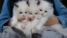 Survei: Mengenal Karakteristik dan Sifat Kucing Melalui Warna Bulunya (dok. Pexels/ Peng Louis/ Brigitta Valencia Bellion)
