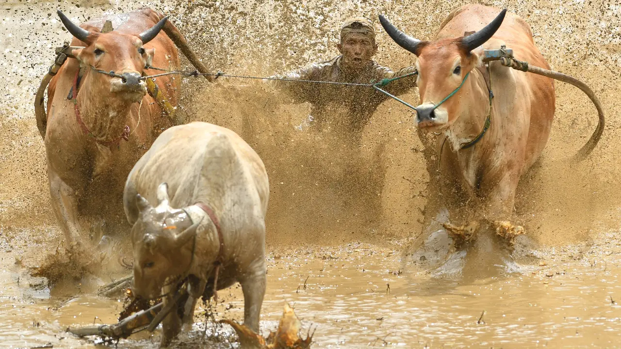 Pacu Jawi, Balapan Sapi Khas Minangkabau