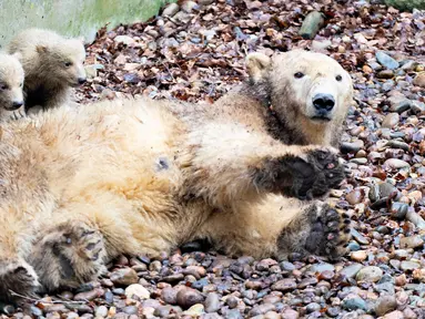 Dua anak beruang kutub bersembunyi di belakang sang induk "Malik" selama tamasya pertama mereka di Kebun Binatang Aalborg, Denmark, 4 Maret 2020. Kebun Binatang ini membiarkan penghuni baru tersebut melakukan langkah pertamanya di dunia luar. (Henning Bagger/Ritzau Scanpix/AFP)