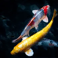Ilustrasi mimpi, ikan koi. (Photo by Sergio Capuzzimati on Unsplash)