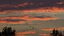 Kawanan angsa terbang saat senja di atas Teufelsmoor, Gnarrenburg di utara Jerman, 16 Oktober 2018. Burung angsa kerap terbang secara bergerombol untuk melakukan migrasi jarak jauh. (Photo by Patrik STOLLARZ / AFP)