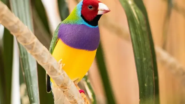 Burung Zebra Finch