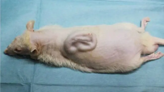 Eksperimen menumbuhkan telinga manusia pada punggung tikus. (Sumber University of Tokyo and Kyoto University)