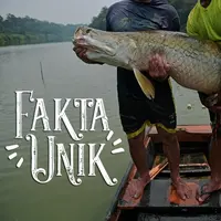 Ikan Arapaima (CARL DE SOUZA / AFP)