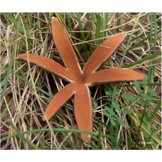 6 Bentuk Jamur Paling Unik di Dunia, Ada yang Mirip Daging Sapi