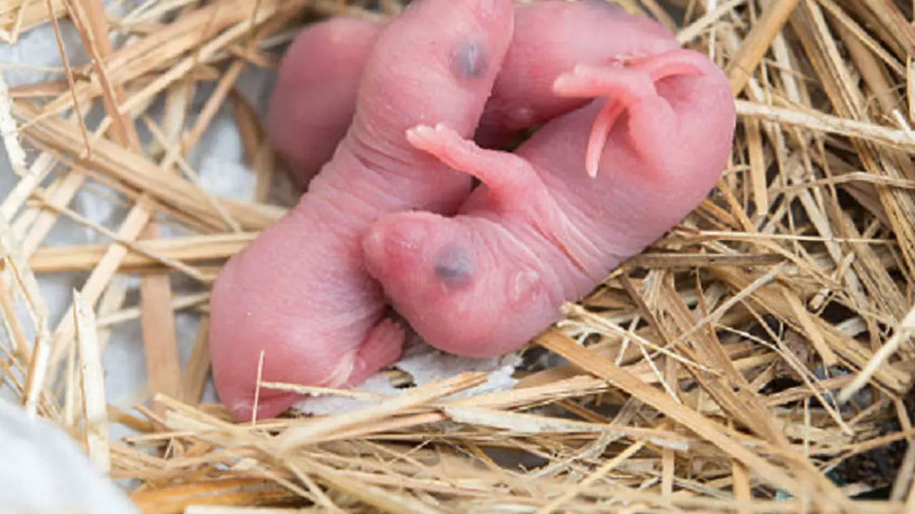 Ilustrasi bayi tikus (iStock)