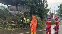 Badan Penanggulangan Bencana Daerah (BPBD) Jakarta, melaporkan ada dua kejadian pohon tumbang usai wilayah DKI Jakarta dan sekitarnya dilanda hujan dan angin kencang,  Sabtu (9/11/2024). (Foto: BPBD Jakarta).