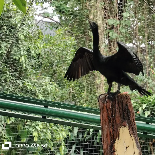 Hasil foto dengan Oppo A98 5G (Liputan6.com/Giovani Dio Prasasti)