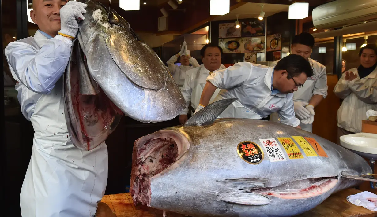 Pekerja restoran susi ternama Jepang memotong ikan tuna sirip biru seberat 278 kg di restoran mereka, Tokyo, Sabtu (5/1). Ikan tuna raksasa itu telah memecahkan rekor penjualan tertinggi, dengan dibeli seharga $ 3,1 juta (Rp43,4 miliar). (Kazuhiro NOGI/AF