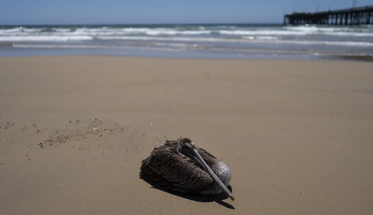 Seekor pelikan yang sakit duduk di pantai di Pantai Newport, California, Selasa, 7 Mei 2024. Belum jelas apa yang membuat burung-burung itu sakit. (AP Photo/Jae C. Hong)