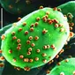 Sampel klorovirus (Sumber: Kit Lee & Angie Fox / Universitas Nebraska-Lincoln)