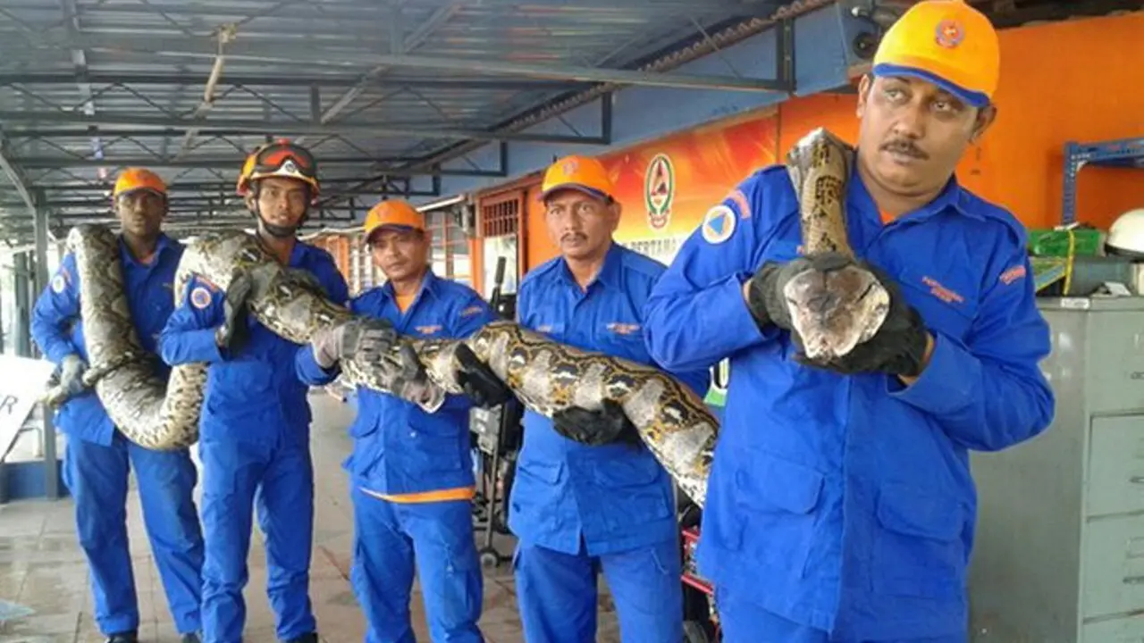 Ngeri, Ular Piton Terpanjang  Ditangkap di Malaysia