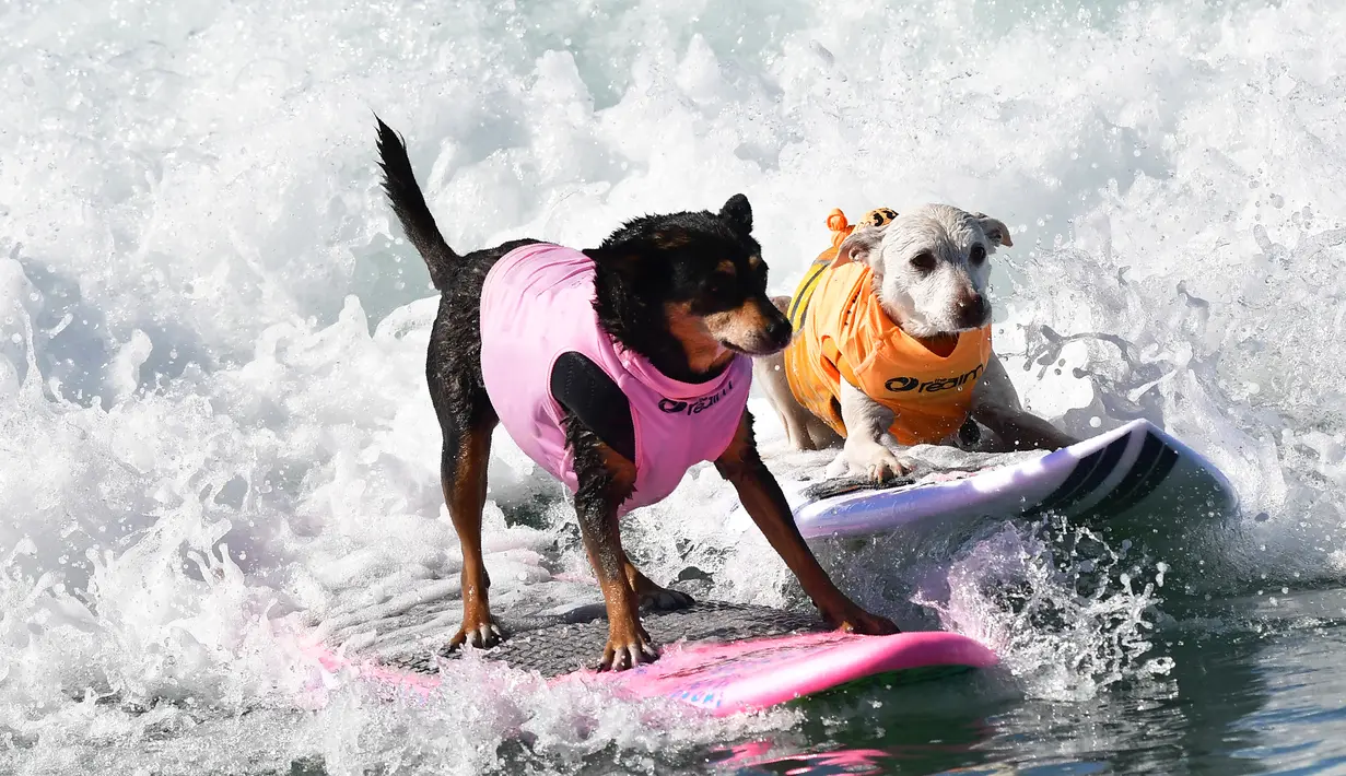 Dua ekor anjing menaklukkan ganasnya ombak saat kompetisi tahunan City Surf Dog di Huntington Beach, California, Sabtu (29/9). Para anjing peserta yang dipandu pemilik mereka diberi kesempatan menunjukkan kebolehan berselancar. (AFP/Frederic J. BROWN)