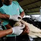 Petugas Dinas Peternakan dan Perikanan Kabupaten Bogor melakukan penyuntikan vaksin Penyakit Mulut dan Kuku (PMK) di kandang sapi perah milik warga di Situ Udik, Bogor, Jawa Barat, Selasa (21/6/2022). Sebanyak 100 ekor sapi perah disuntik vaksin PMK pada hari ini. (merdeka.com/Arie Basuki)