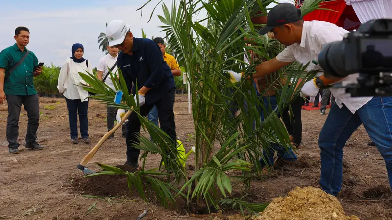 Direktur Utama PT Perkebunan Nusantara IV PalmCo melakukan peremajaan sawit milik petani di Kabupaten Kampar.