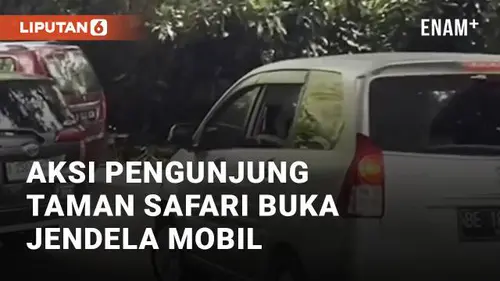 VIDEO: Aksi Nekat Pengunjung Taman Safari Buka Jendela Mobil di Kandang Singa