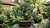 8 Cara Mengerdilkan Pohon Jamblang atau Duwet agar Berbuah di Pot, Trik Berkebun Meski Lahan Sempit