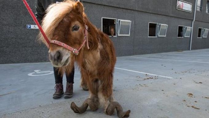 Download 78 Gambar Hewan Kuda Poni Paling Baru 