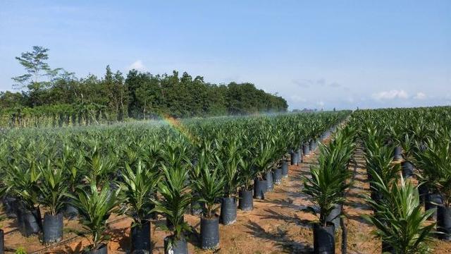 Pembibitan sawit di SMM, Belitung (Dok: PT Austindo Nusantara Jaya Tbk)